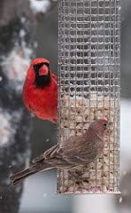 Fresh Shelled Peanuts for Birds & Squirrels - Raw Wildlife Peanuts, No Mess Bird Seed, No Waste Bird Seed for Wild Birds & Backyard Squirrels (40lbs)