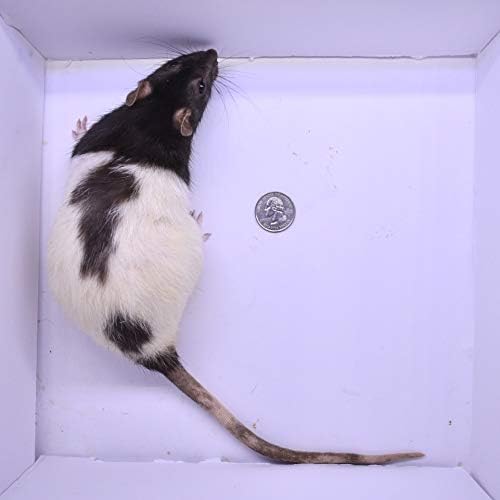 MiceDirect EST. 2003 20 Jumbo Rats: Fresh Fast Frozen Food for Corn Snakes Ball Pythons