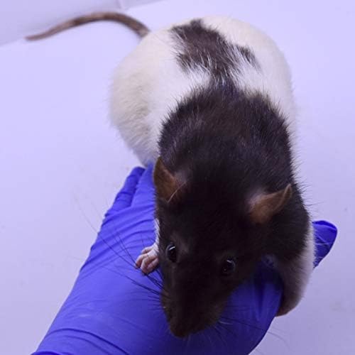 MiceDirect Frozen Rat Combo: Jumbo & Colossal Feeder Snake Food & Monitors, 40 Ounce (4 Count) for Snakes & Reptiles