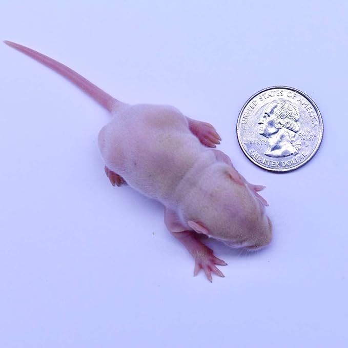 MiceDirect EST. 2003 100 Frozen Rat Combo Pack 50 Rat Pinkies and 50 Rat Fuzzies Feeders Snake Food (.5-2.5 in)(600 Grams Min)