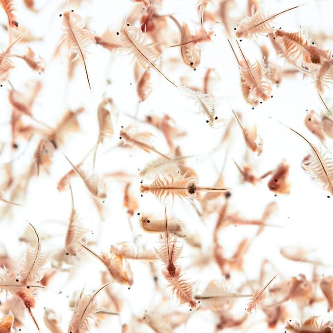 Aquatic Foods Inc. Brine Shrimp Eggs Premium Grade 90% Hatch Rate, Great Salt Lake Artemia Brine Shrimp Eggs. - 25 Grams - .88oz