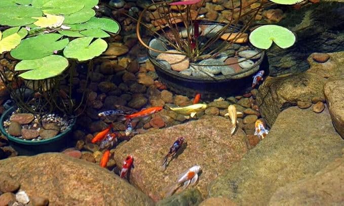 Aquatic Foods Inc. 0.8mm Micro Spirulina Green GRO Floating Pellets for Guppies, Tetras, Bettas, Nano Fish, All Baby Fish…2.4oz Squeeze Bottle