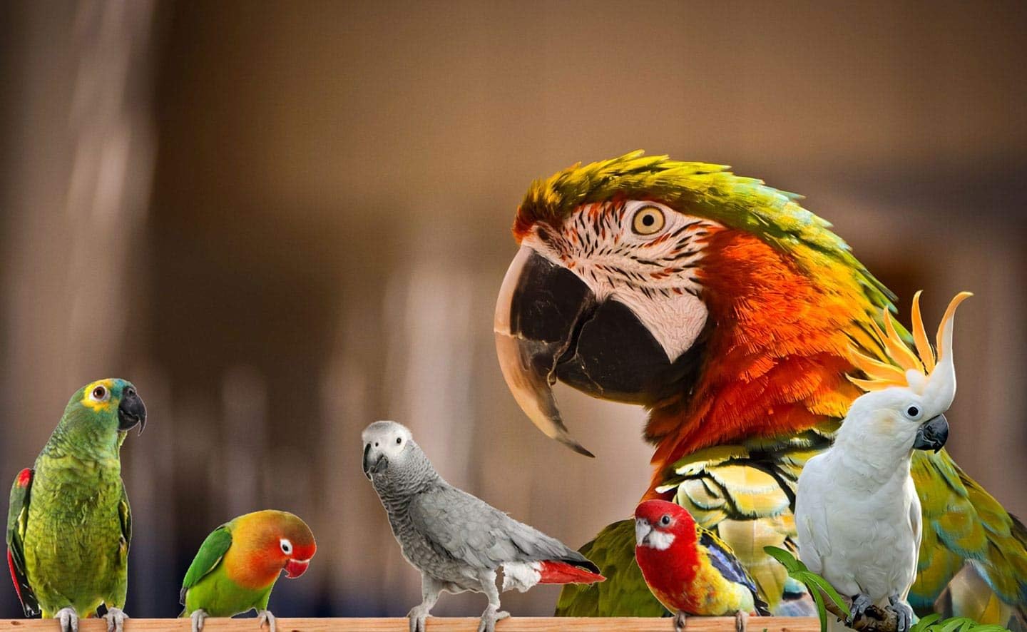 Bird Street Bistro Parrot Food for Parakeets & Cockatiels - Southern Feast - 20 oz - Cooks in 3-15 min, Natural & Organic Grains, Fruits & Vegetables - USA Made