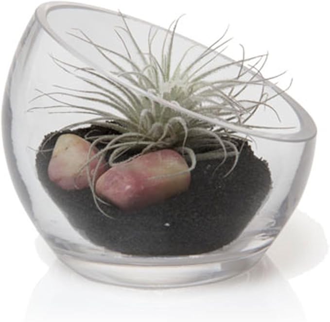 Chive - Round, Handmade Clear Glass Bowl for Succulents, Cacti, Air Plants, Moss, Tillandsia, Bromeliads, Terrarium (Small)