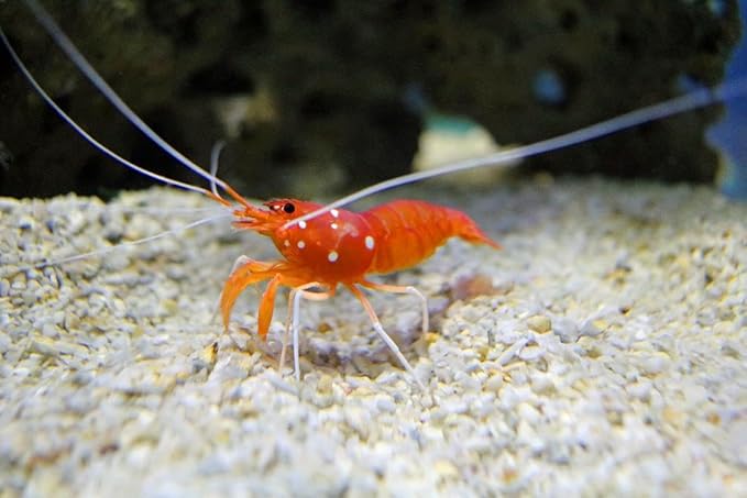 Aquatic Foods Inc. Medium Size Calcium Feeder Stars & Shells for Shrimp, Snails, Crabs, Crayfish, Hermit Crabs and All Tropical Fish…50 Count Bag