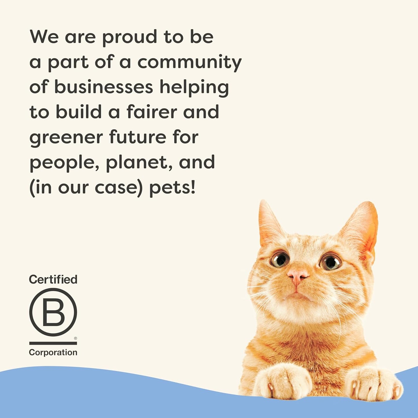 Applaws Vitality Wet Cat Food Paté, Natural Cat Food with Added Vitamins & Minerals, Grain-Free, Carrageenan Free, Fish Variety Selection (12 Count, 5.5 oz Cans)