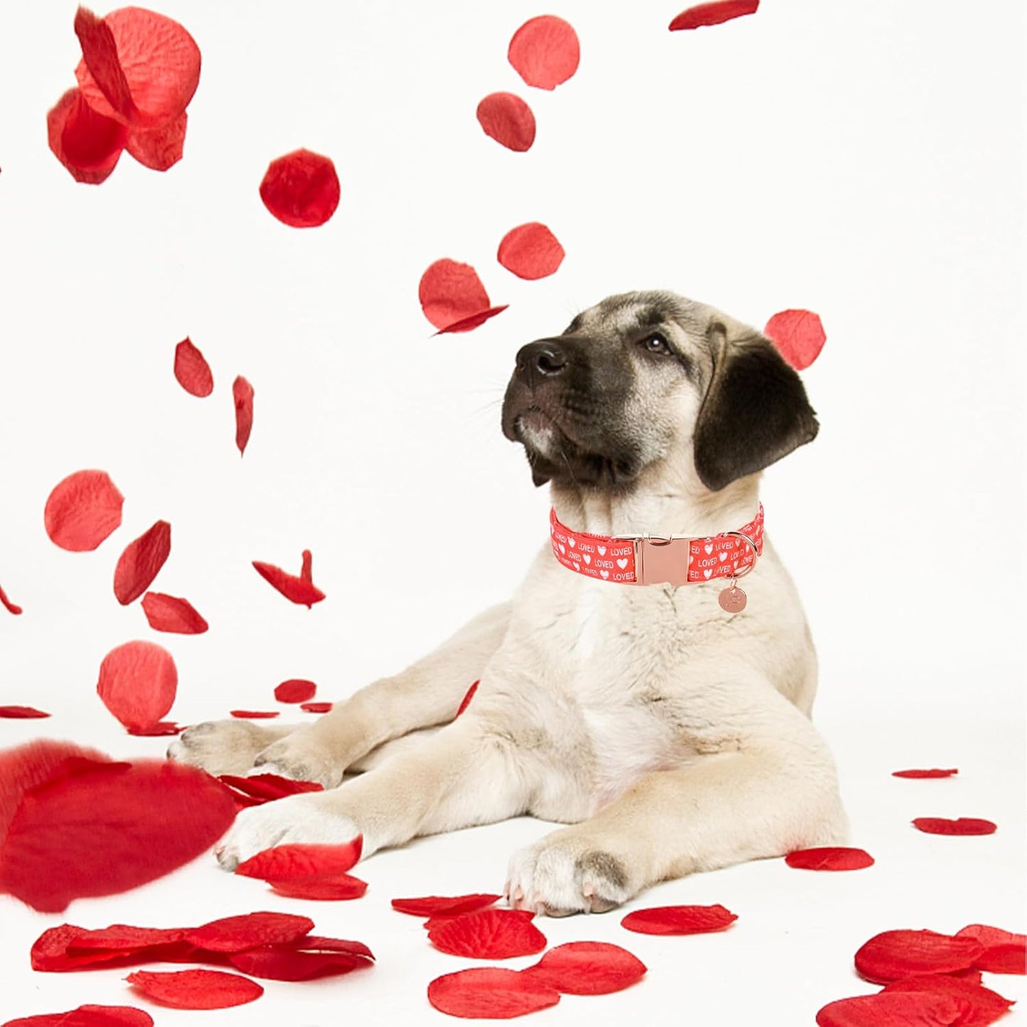 Valentine's Dog Collar,Red Heart Dog Collar for Small Medium Large Girl Boy Dogs or Cats, Wedding Dog Collar Match Dog Leash, Pet Collar with Metal Buckle, XS