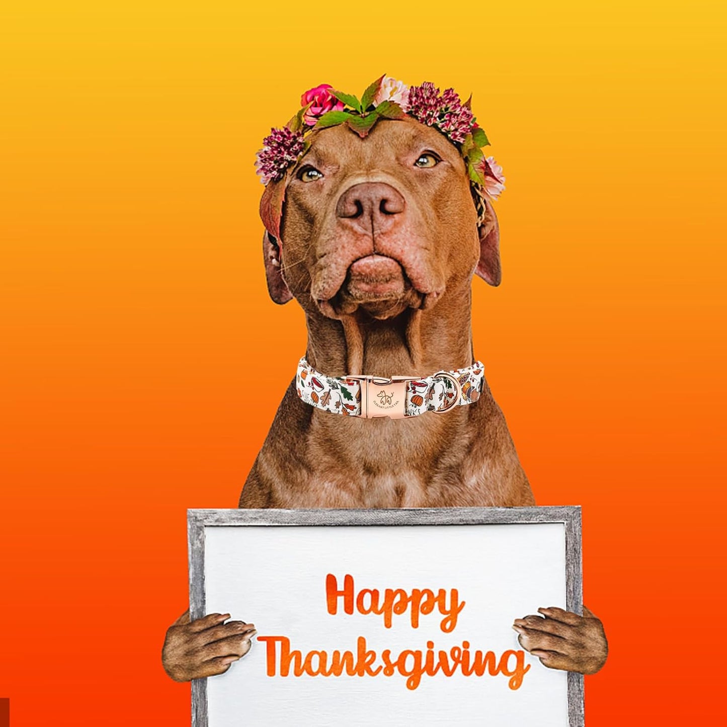 Elegant little tail Thanksgiving Dog Collar, Fall Turkey Print Pet Collar Durable Dog Collars Male or Female Holiday Pet Gift Adjustable Dog Collar for X-Small Dogs