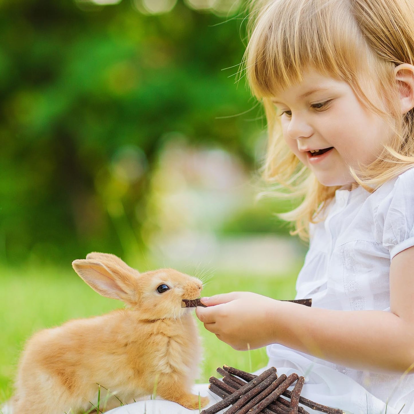 Apple Sticks,Premium Wooden Chew Stick Toys,500g Natural Apple Sticks for Guinea Pigs,Rabbits,Hamsters,Gerbils,Chinchillas and Small Rodents