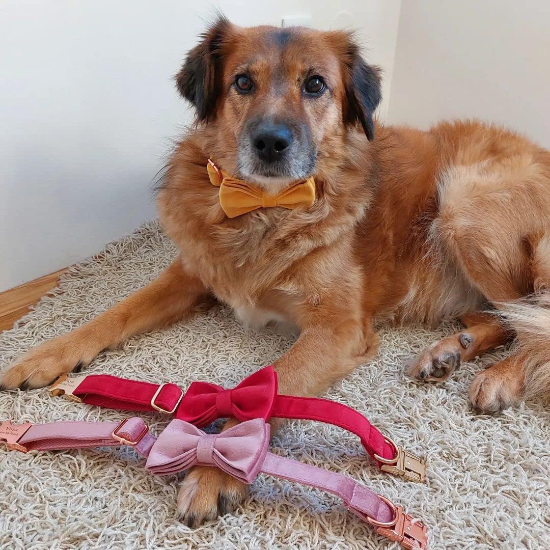 PETDURO Personalized Dog Collar Ginger Soft Velvet for Large Medium Small Boy Girl Dogs - Custom Collar with Name Phone Number Engraved on Rose Gold Metal Buckle - Add Leash Bow Set via Customize Now