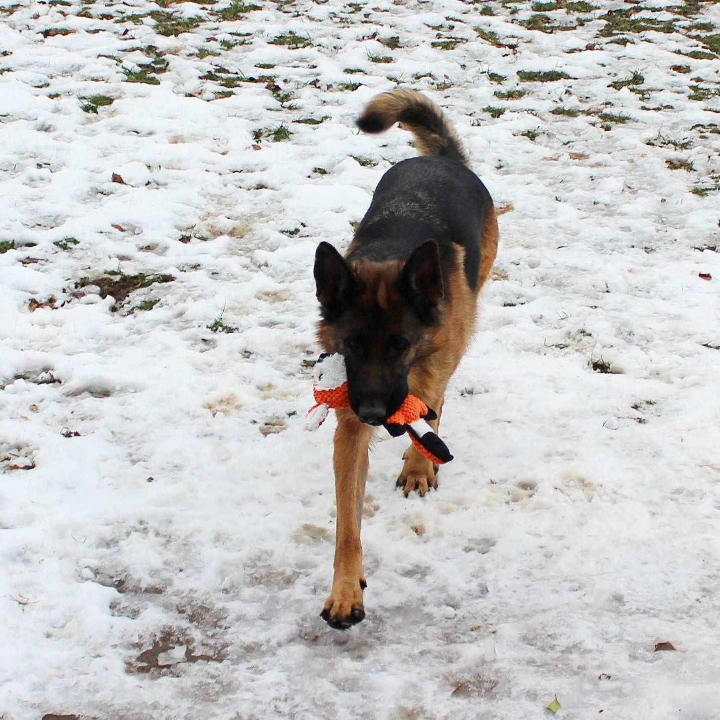 Jalousie Multipack Dog Squeaky Toys Strong Almost Indestructible, with Added Liner for Longer Play Dog Chew Toys (5 Pack Tough)