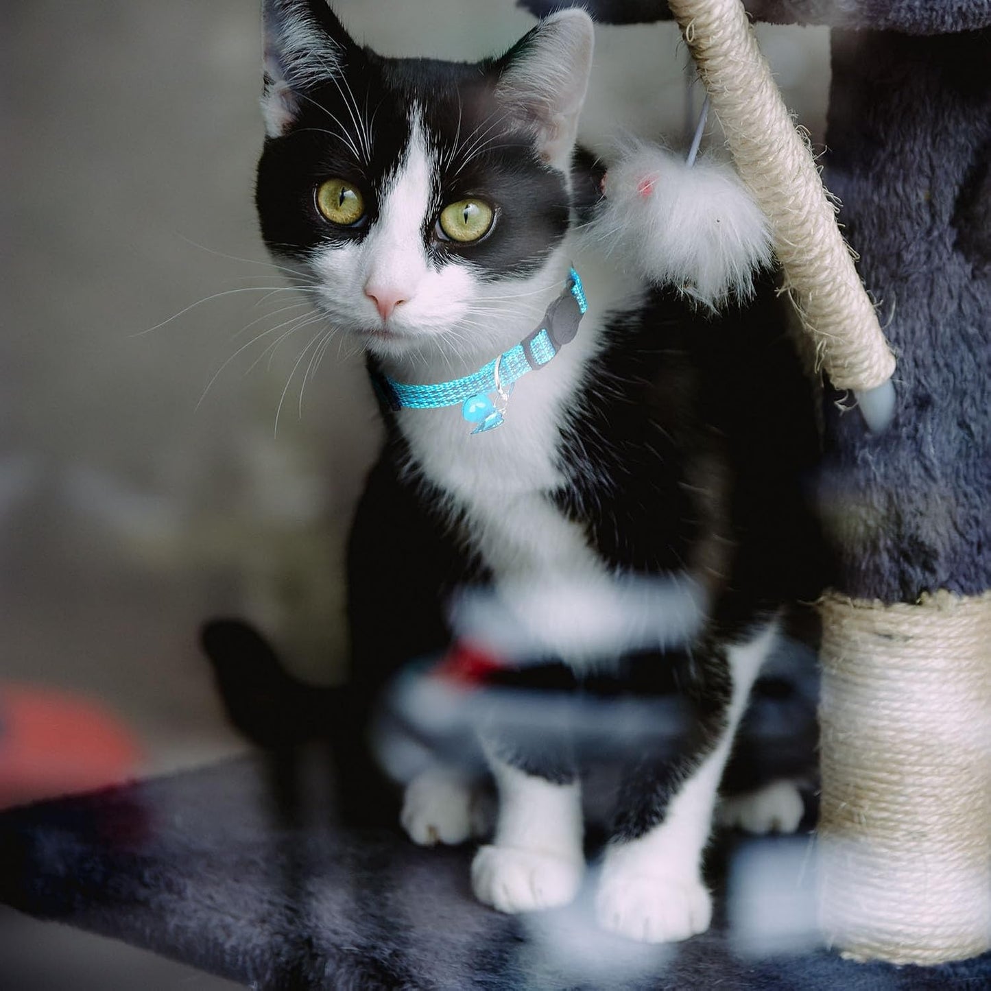 4 Pack Breakaway Cat Collar with Bell,Safety Adjustable Cat Collars Set with Reflective Tape,Ideal for Girl Cats Boy Cats