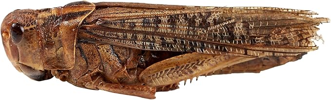 Freeze Dried Grasshoppers - High Protein Reptile & Bird Food, 1lb Resealable Bag for Bearded Dragons, Lizards, Hedgehogs | Natural, No Additives
