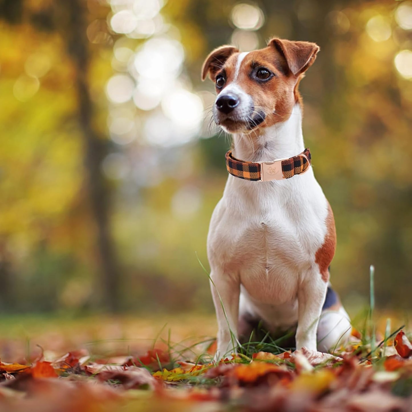 Elegant little tail Fall Dog Collar, Autumn Pet Collar Durable Yellow Plaid Dog Collars Male or Female Holiday Pet Gift Adjustable Dog Collar for X-Small Dogs