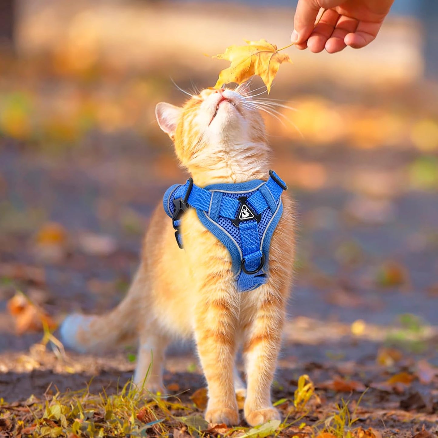 Cat Harness and Leash for Walking Soft Cat Harness Escape Proof, Adjustable Kitten Harness Cat Leash Reflective Strips Jacket, Breathable Cat Vest Harness Set for Kitten Easy to Wear Outdoor Walking