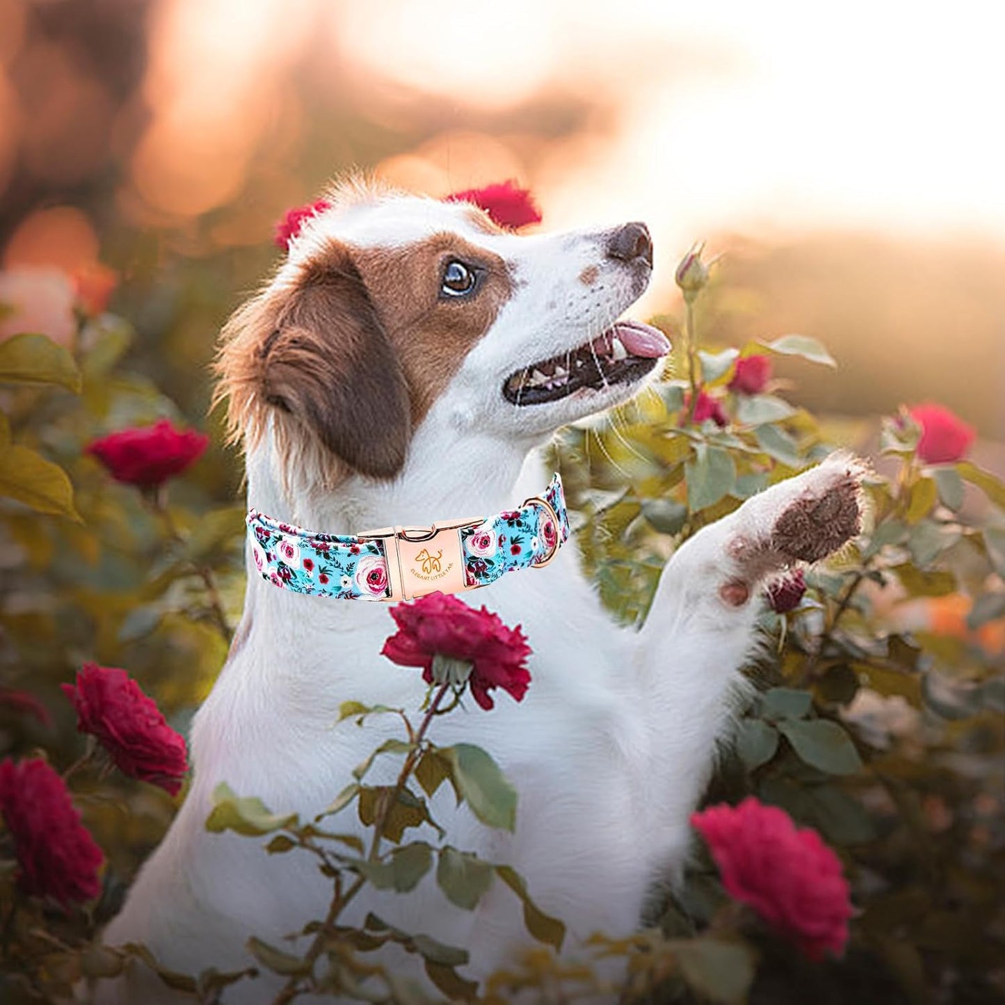 Elegant little tail Dog Collar, Pink Floral Print Pet Collar Summer Dog Collar Pet Collar Dog Cotton Durable Dog Collar Metal Buckle Collar for Small Dogs, Blue Flower
