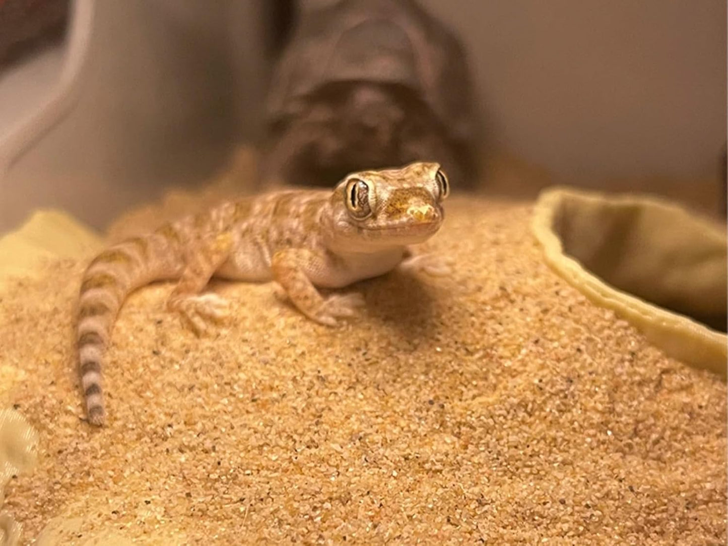 Reptile and Shrimp Hide Cave, 3D Printed Aquarium Decor for Bearded Dragon Snake, Fish Tank Accessories Terrarium Corner Shelter (Black, one Size)