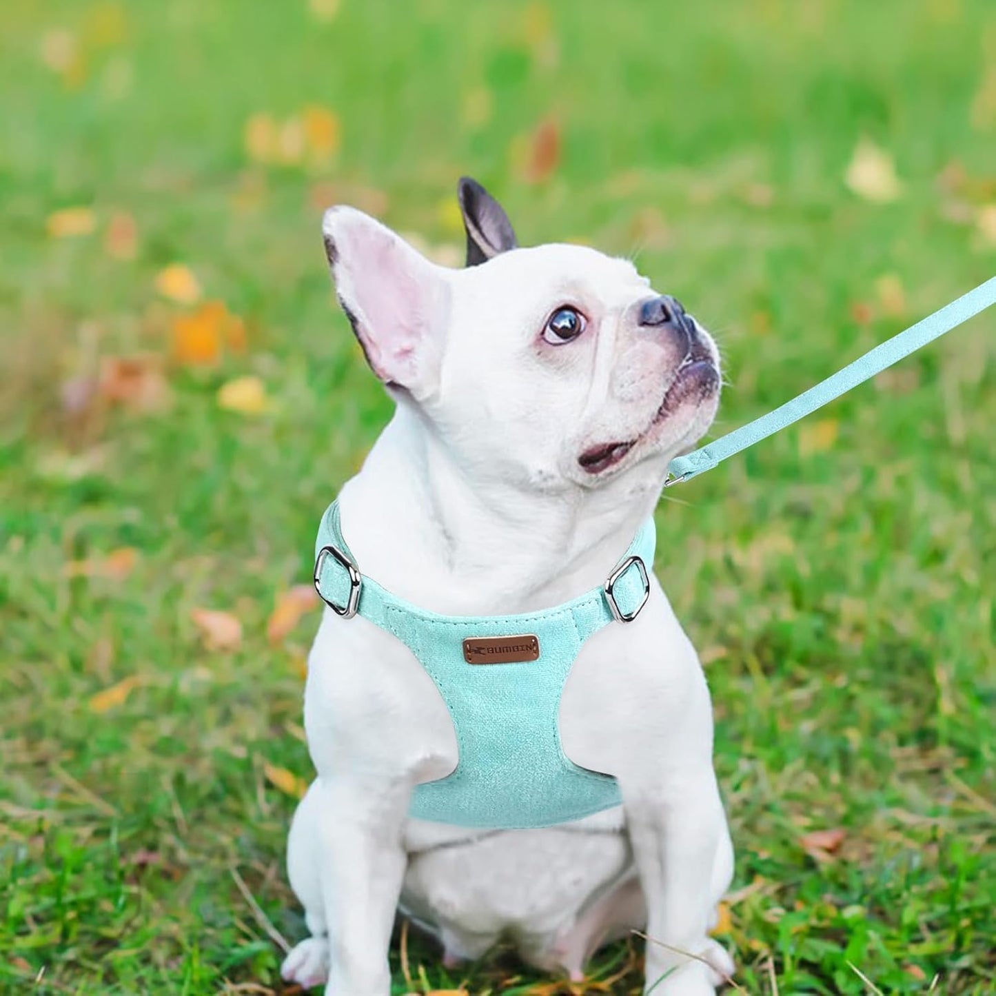 Dog Harness and Leash Set, XXS No Pull Adjustable Puppy Harness with Multifunction Pink Dog Leash and Dog Collar, Soft No Choke Escape Proof Pet Harness Vest for Small Dogs and Cats (Mint Green, XXS)