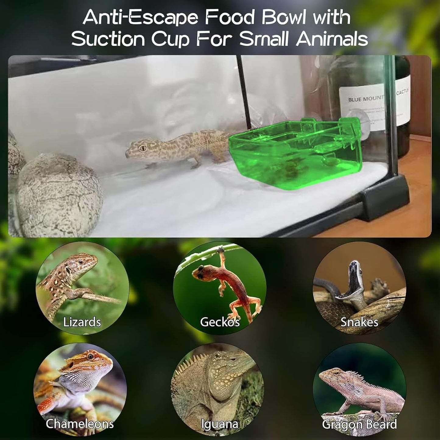 Tfwadmx 2 Pcs Reptile Feeder Chameleon Bowl Water Dish with Suction Cup Gecko Worm Feeder Anti-Escape Chameleon Supplies Accessories for Iguana Lizard Bearded Dragon Snakes (Green,L)