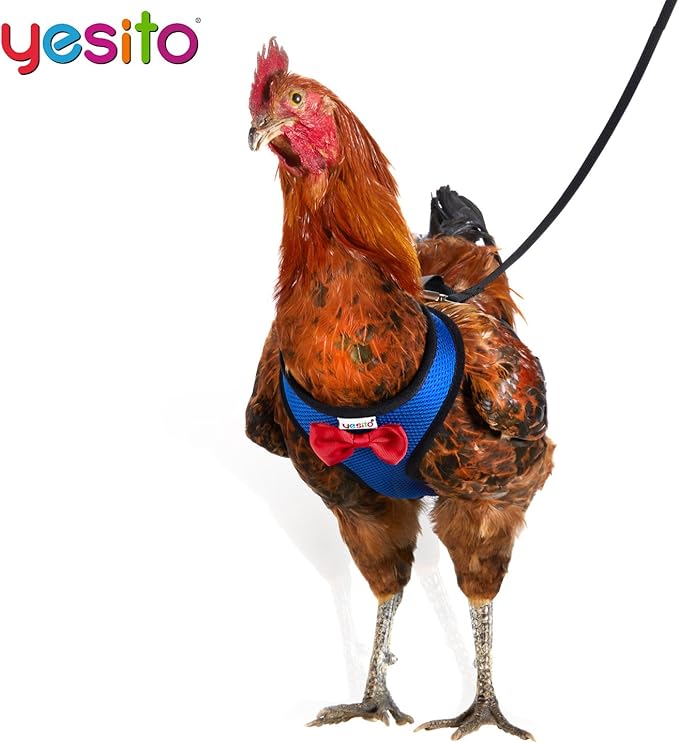 Chicken Harness Hen size with 6-foot Matching belt, Comfortable, Breathable, Small Size, Suitable for Chicken, Duck or Goose Suitable for Weight about 2.3-3.8Pounds, Green (Small, Blue)