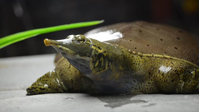 Aquatic Foods Inc. Red Shrimp - Freeze Dried 3/8" to 1/2" Red River Shrimp for All Tropical Fish, Marine Fish, Lg Cichlids, Koi & Pond Fish, Turtles, Reptiles, Rodents…3oz Small Jar