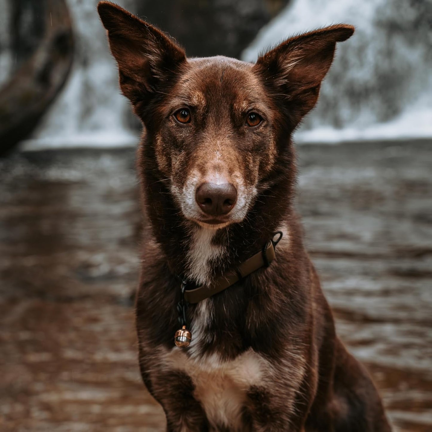 Beau's Bells V2 | Cat & Dog Collar Bells with New Quick Loop Easy Release Clip | Handmade Copper | Track Your Pet | Protect Wildlife