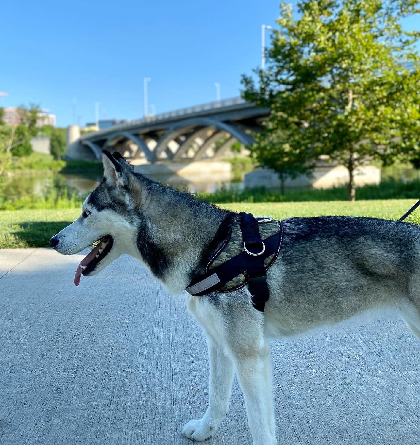 ShawnCo Essential Dog Harness, No-Pull Pet Vest with 3 Leash Clips, No Choke, Reflective, Adjustable and Padded, for Easy Walking and Training for Small, Medium and Large Dogs (Military Camo, L)