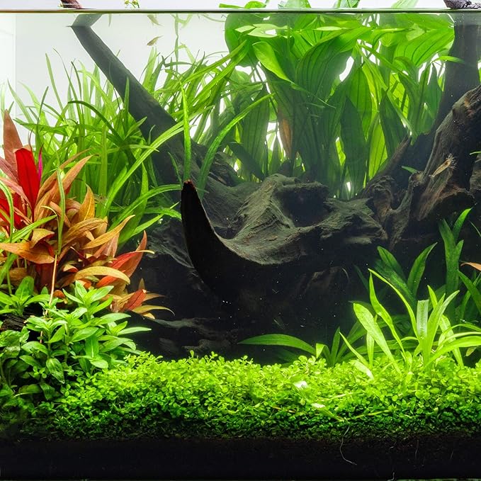 Ultum Nature Systems Driftwood - Amazon Drift Wood for Fish Tank, Planted Tank, Terriarium, Paludarium - Versatile Natural Driftwood Decor, Events Wood Centerpiece - Amazon Wood, Medium (9-16")