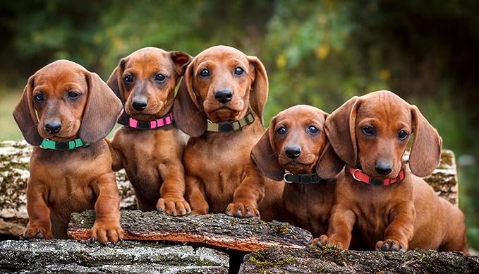 20 Pack Puppy Collars,Puppy Collars for Small Puppies Litter Safety Buckle Soft Nylon Whelping Collars Newborn Puppy Collars for Litter Puppies Collars(S)