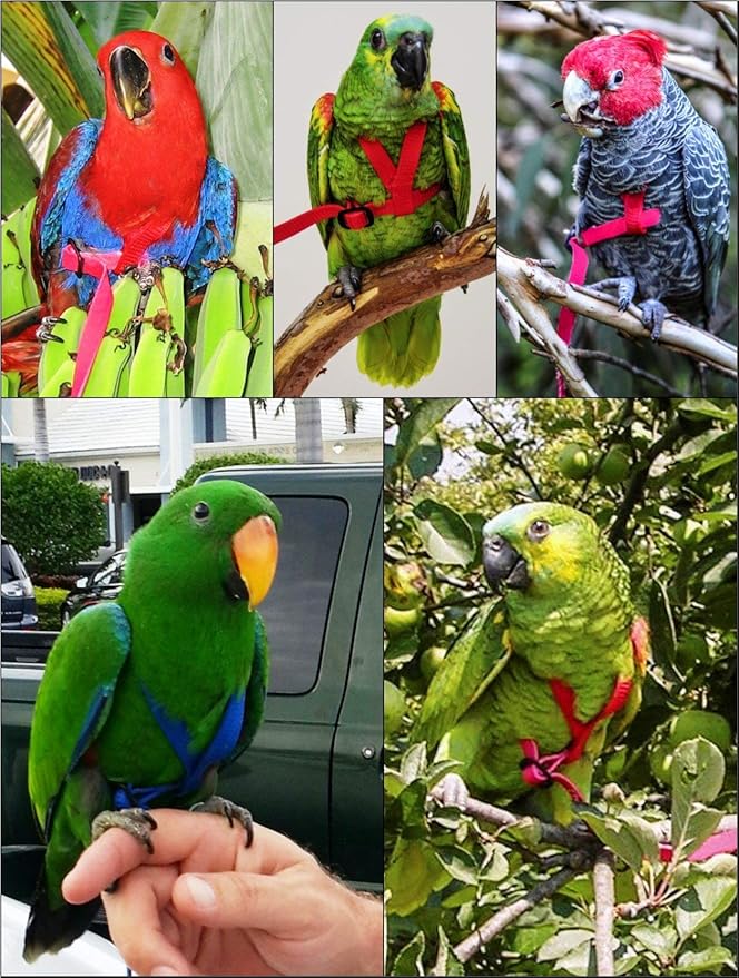 The AVIATOR Pet Bird Harness Medium Red