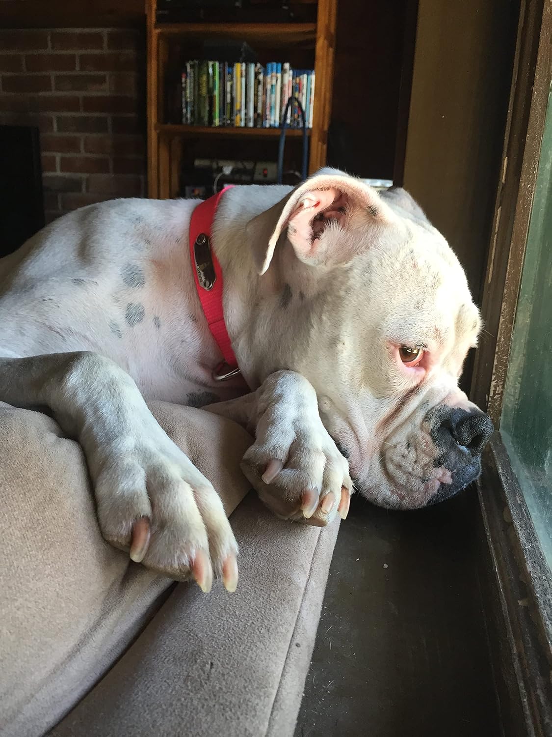 LuckyPet Rivet-On Pet ID Tag - Personalized, Silent and Customized - Suitable for Cats and Dogs - Heavy-Duty Pet Identification - Engraved Tags - Small, Mirror Finish Stainless Steel