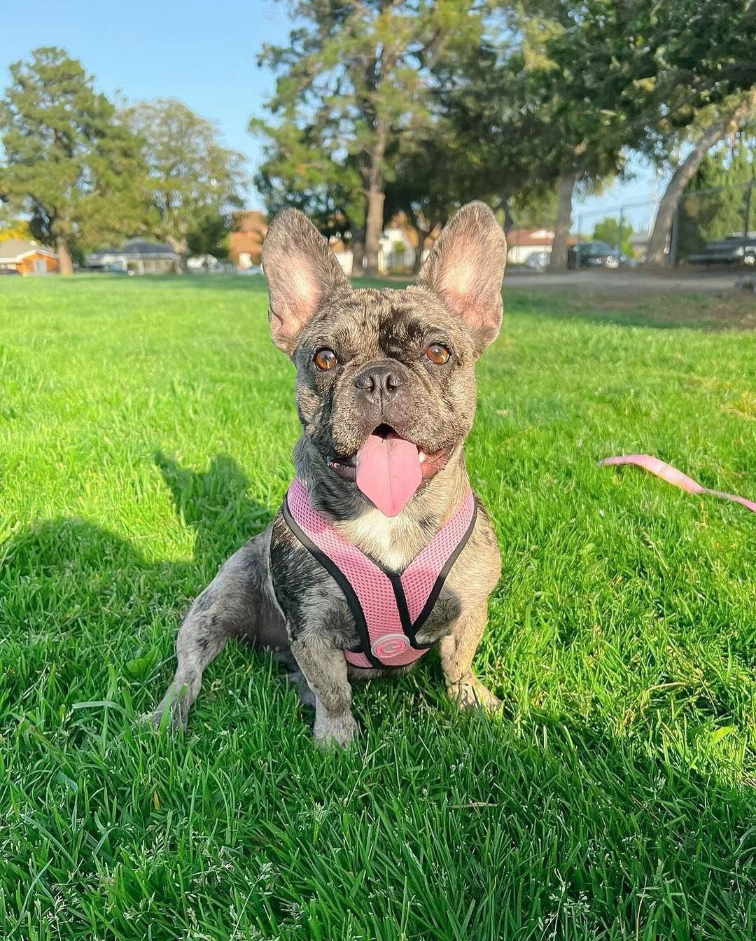 Gooby Comfort X Head in Harness - Pink, Large - No Pull Small Dog Harness Patented Choke-Free X Frame - Perfect on The Go Dog Harness for Medium Dogs No Pull or Small Dogs for Indoor and Outdoor Use