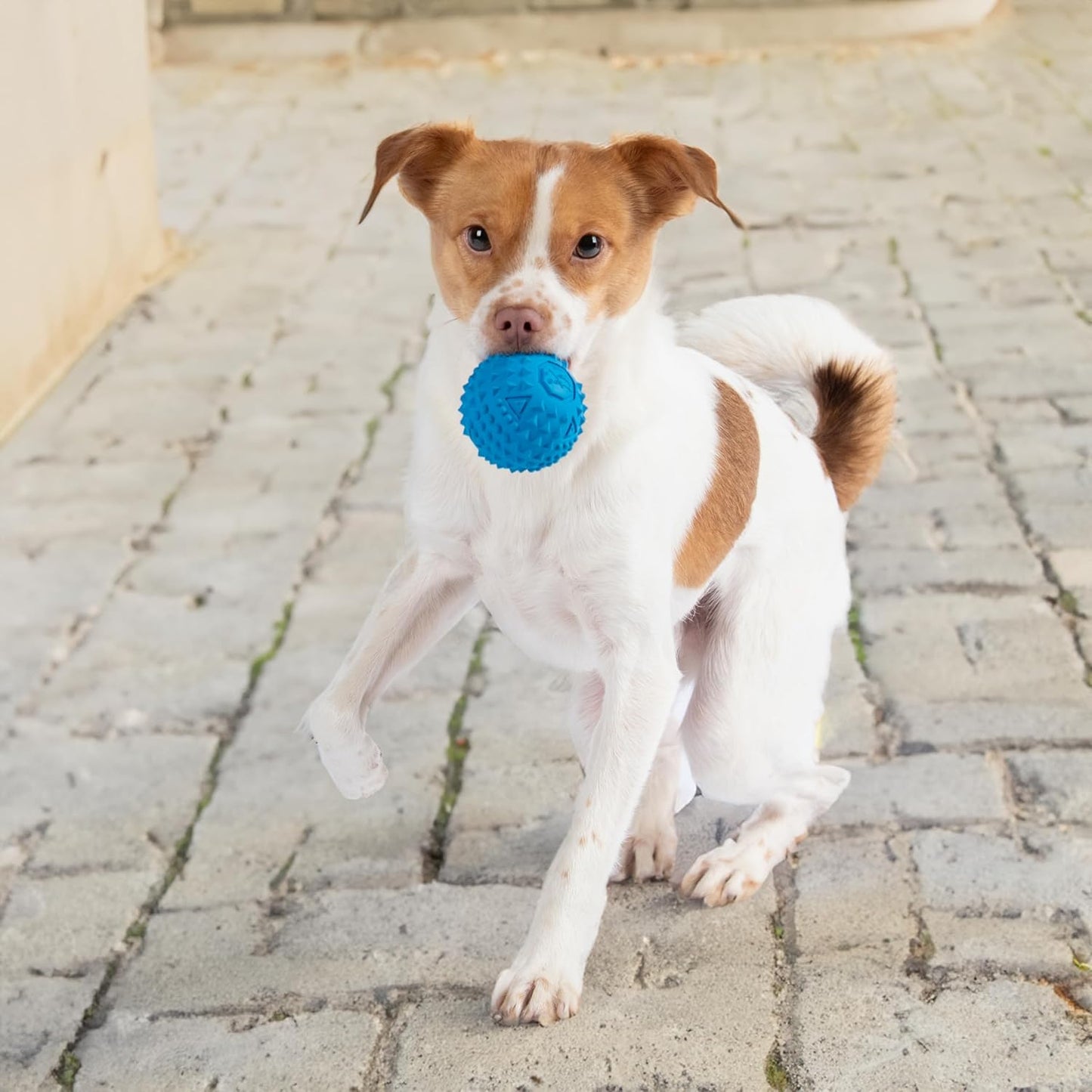 Best Pet Supplies Squeaky Dog Toys with Soft Durable Fabric for Small, Medium and Large Pets Interactive Toy for Indoor Play, Supports Active Biting and Play - Blue (L:3.5")