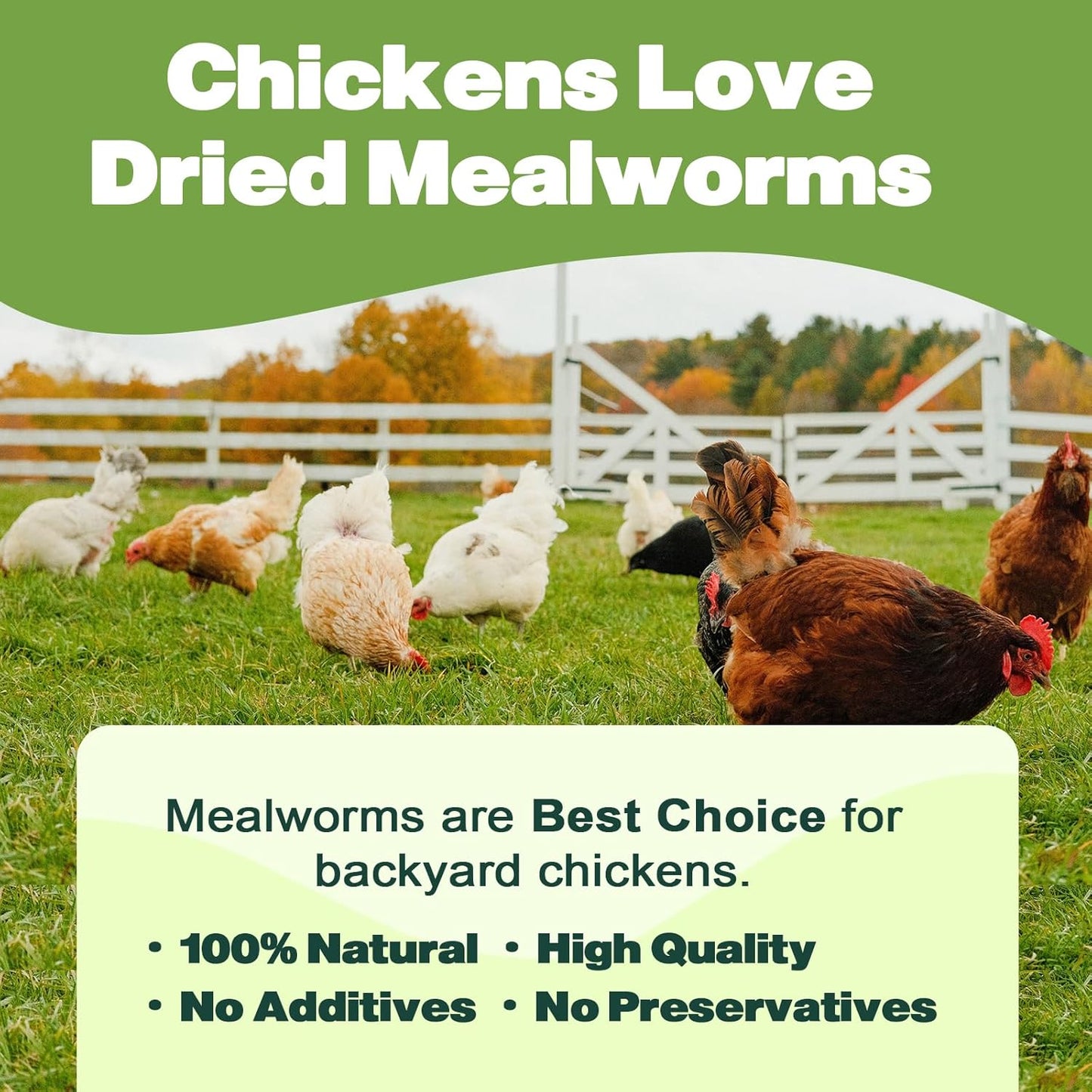 Dried Mealworms -11 LBS- 100% Natural Non GMO High Protein Mealworms - Bulk Mealworms for Wild Birds, Chicken Treats, Hamster Food, Gecko Food, Turtle Food, Lizard Food