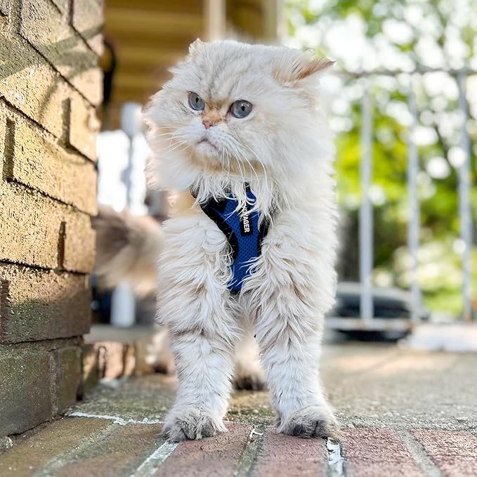 Voyager Step-in Lock Adjustable Cat Harness w. Cat Leash Combo Set with Neoprene Handle 5ft - Supports Small, Medium and Large Breed Cats by Best Pet Supplies - Royal Blue/Black Trim, XXXS