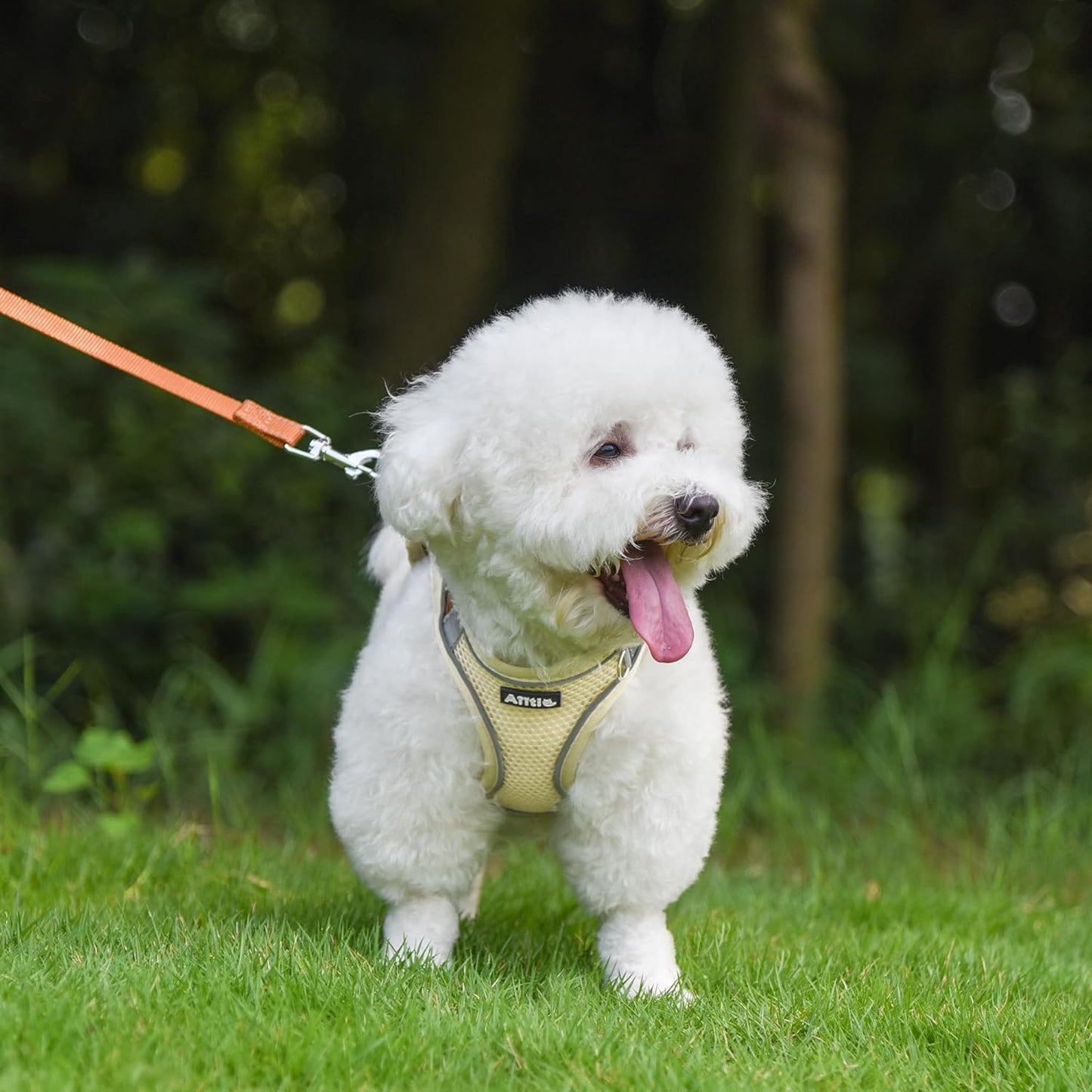 AIITLE No Pull Dog Harness and Leash Set, Step in Adjustable Dog Harness with Padded Vest for All Weather, Dog Leash with Soft Padded Handle, Easy to Put on Small and Medium Dogs Beige S