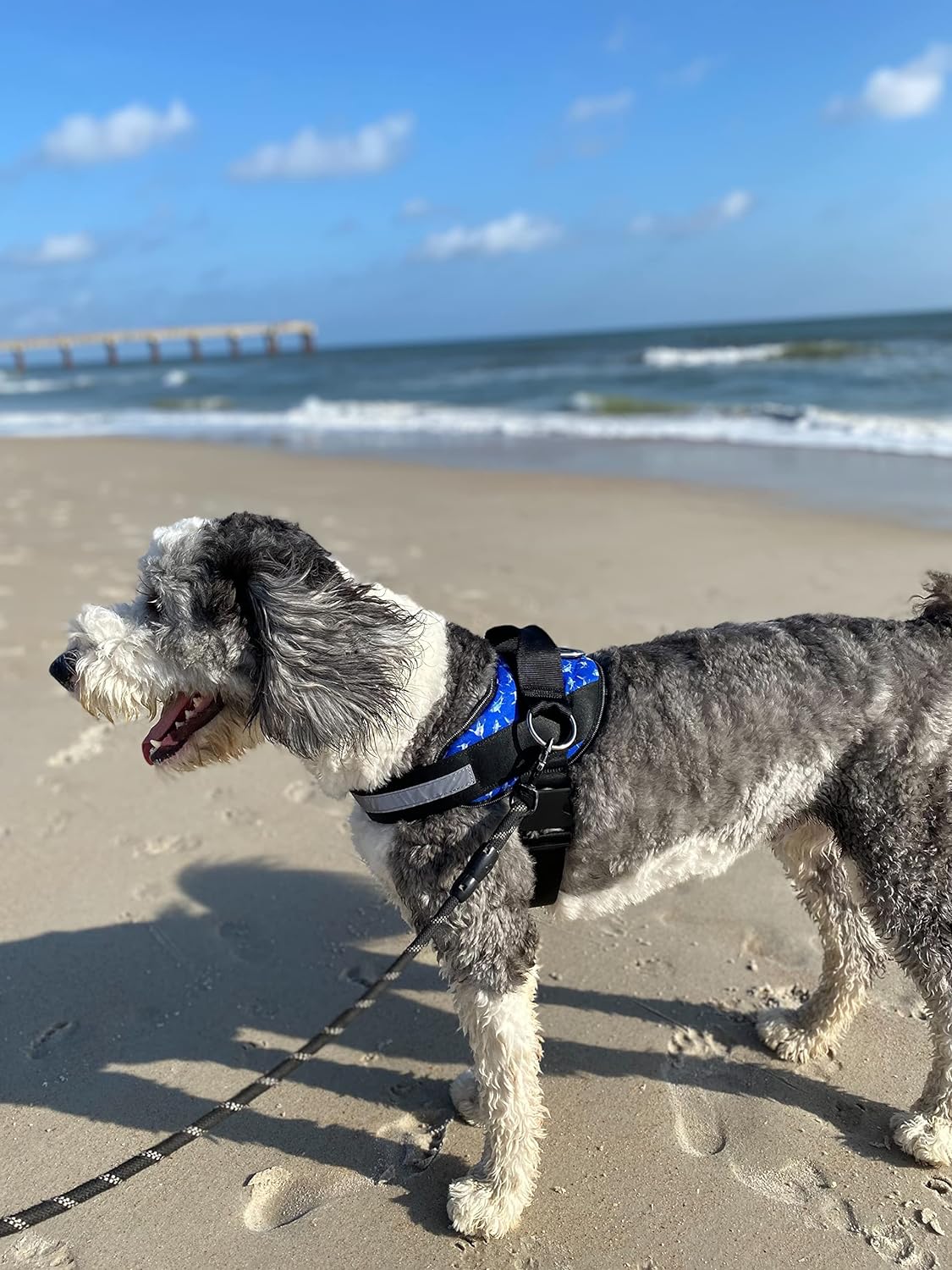 ShawnCo Essential Dog Harness, No-Pull Pet Vest with 3 Leash Clips, No Choke, Reflective, Adjustable and Padded, for Easy Walking and Training for Small, Medium and Large Dogs (White Sharks, S)