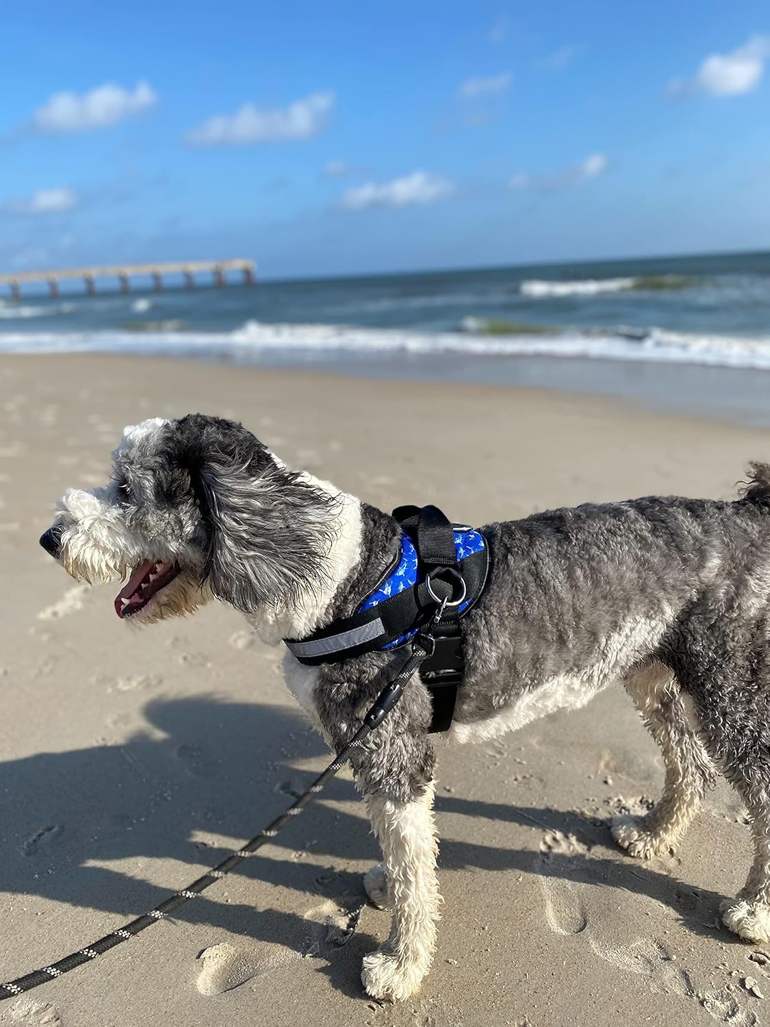 ShawnCo Essential Dog Harness, No-Pull Pet Vest with 3 Leash Clips, No Choke, Reflective, Adjustable and Padded, for Easy Walking and Training for Small, Medium and Large Dogs (White Sharks, M)