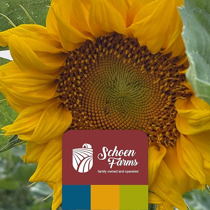 Schoen Farms Bright White Safflower Seeds for Cardinals, Jays, Finch, Dove and Others | 7 lbs (3.18 kg.)