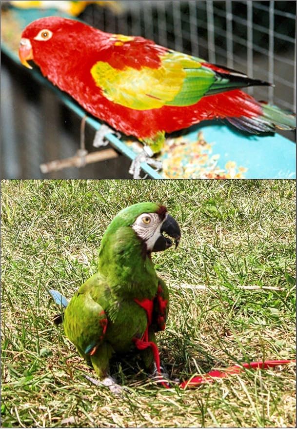 The AVIATOR Pet Bird Harness and Leash: Small Green