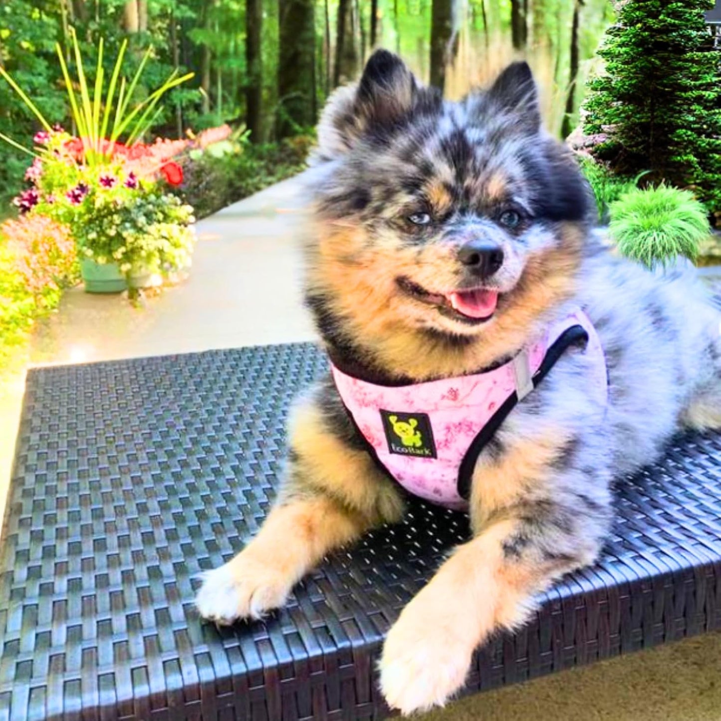 EcoBark Step in Dog Harness - Eco-Friendly Teacup Dog Harnesses for XXS, XS, and Small Dogs - Reflective and Adjustable Mini Body Halter -Tiny Soft Mesh Toy Breed Vest Under 5 lbs (Floral, XXS)