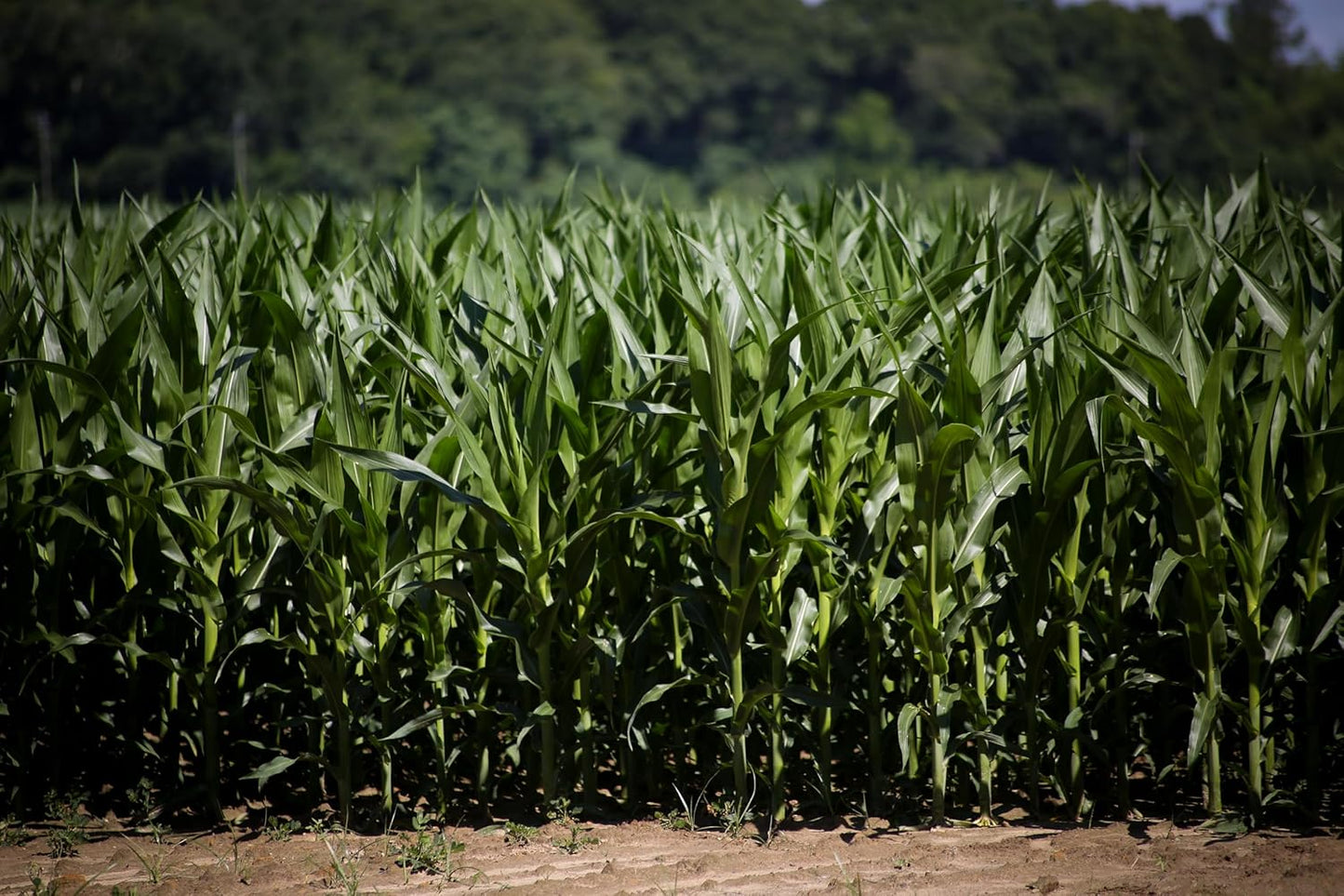 Single A Corn©️: Premium Dried and Shelled Whole Kernel Corn 21 lbs - Perfect Feed for Birds, Deer, and Other Wildlife- This Season's Corn!