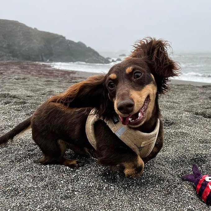 Best Pet Supplies - All Weather Mesh/Plush, Reflective, No Pull Harness for Small, Medium Dogs, Cats - Secure with Hook & Loop Fastener, Buckle, Double D-Rings - Latte Suede, M