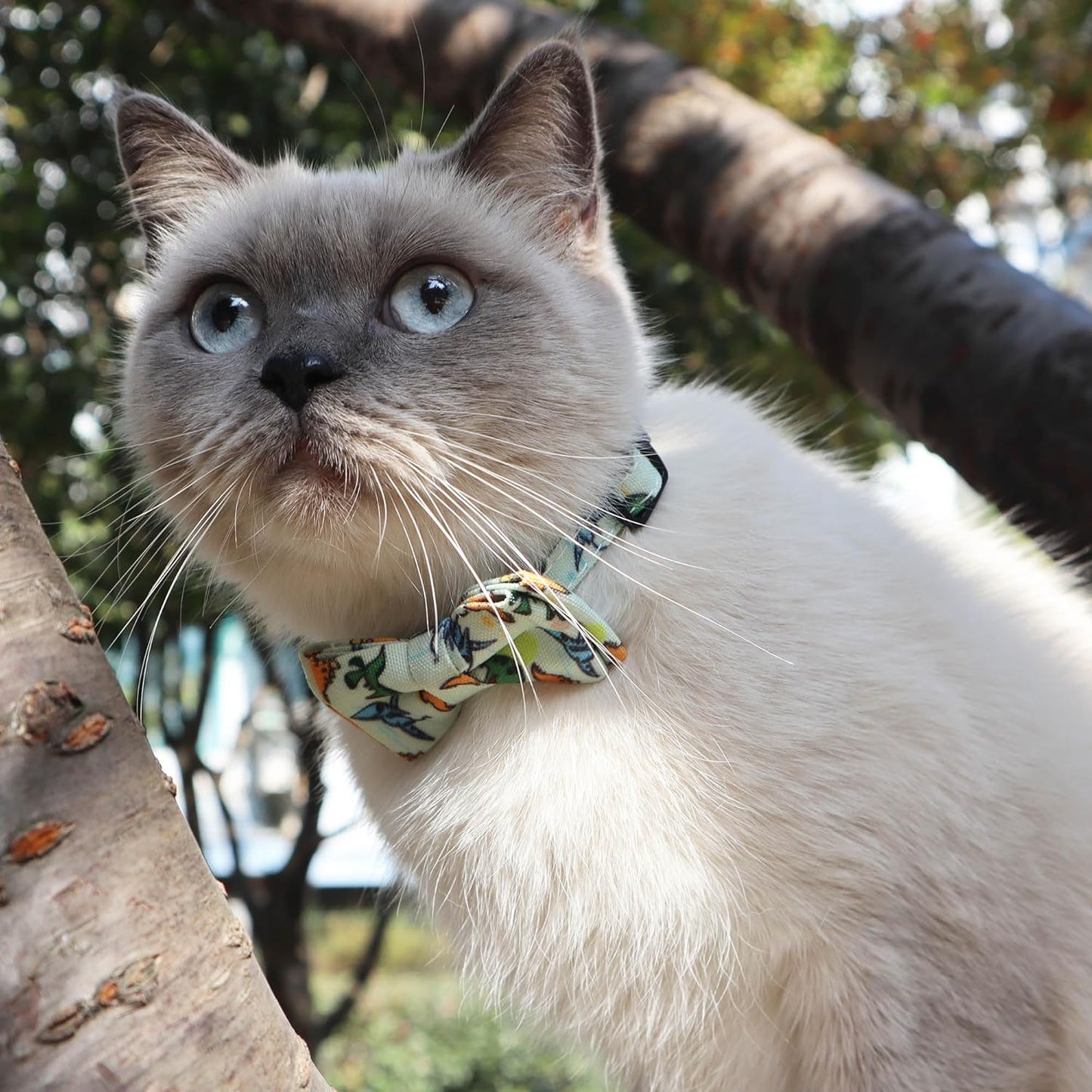 ADOGGYGO Cat Collar Breakaway with Cute Bow Tie Bell, 2 Pack Kitten Collar with Removable Bowtie, Universe Dinosaur Bowtie Collar for Kitten (6.5"- 8.5")