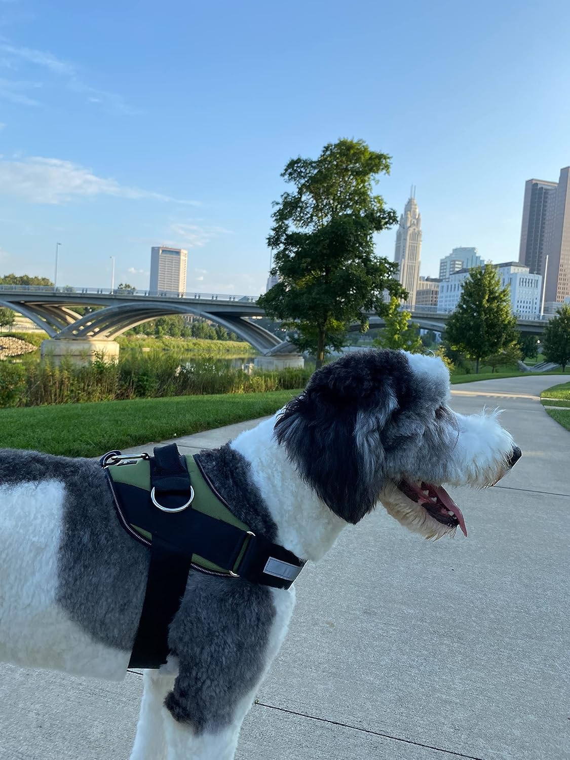 ShawnCo Essential Dog Harness, No-Pull Pet Vest with 3 Leash Clips, No Choke, Reflective, Adjustable and Padded, for Easy Walking and Training for Small, Medium and Large Dogs (Olive Green, XS)