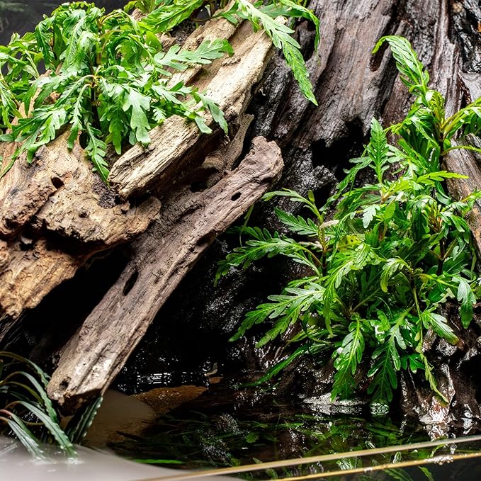 Ultum Nature Systems Driftwood - Dragon Drift Wood for Fish Tank, Planted Tank, Terriarium, Paludarium - Versatile Natural Driftwood Decor, Events Wood Centerpiece - Dragon Wood, M 11-16, 3 Pack