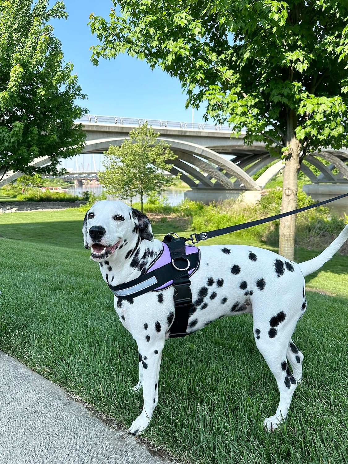 ShawnCo Essential Dog Harness, No-Pull Pet Vest with 3 Leash Clips, No Choke, Reflective, Adjustable and Padded, for Easy Walking and Training for Small, Medium and Large Dogs (ICY Lilac, XS)