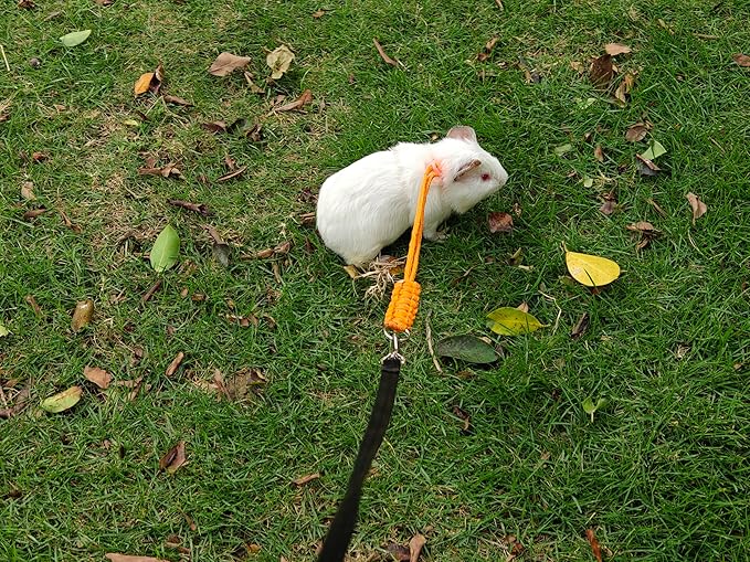 Handmade Figure 8 Harness and Leash for Ferrets/Bearded Dragons/Guinea Pigs/Rats/Chinchillas/Reptiles/Birds/Squirrels/Small Animals