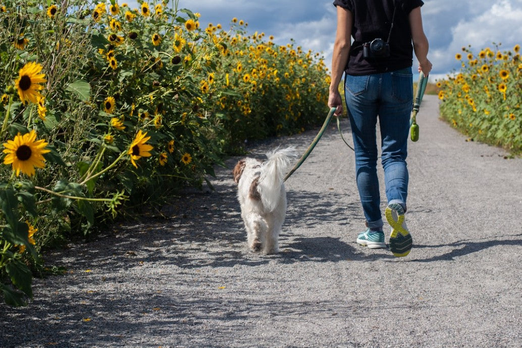 Walking Essentials for Your Dog