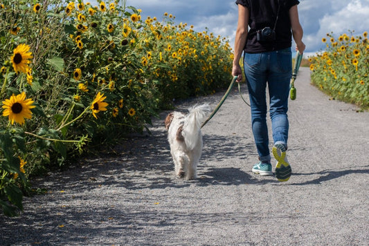 Walking Essentials for Your Dog